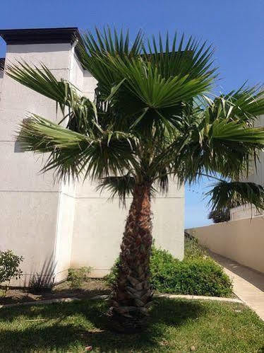 Sunchase Beachfront Condo South Padre Island Exterior foto
